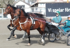 Ugly Duckling Utmost 160421-1